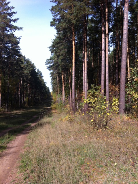 Сокольский лес. 2016-10-05